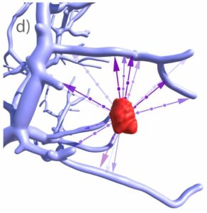 Distance Visualizations for Vascular Structures in Desktop and VR: Overview and Implementation