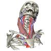 Erzeugung und Simulation eines dynamischen 3D-Modells der Kopf-Hals-Region aus CT-Daten