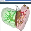 Der LiverAnatomyExplorer: Ein web- und fallbasiertes Trainingssystem für die Anatomieausbildung