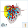 The LiverAnatomyExplorer: Design and Evaluation of a WebGL-based Surgical Teaching Tool