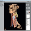 Three-dimensional Visualization for Preoperative Planning and Evaluation in Head and Neck Surgery