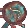 Coherent View-Dependent Streamlines for Understanding Blood Flow