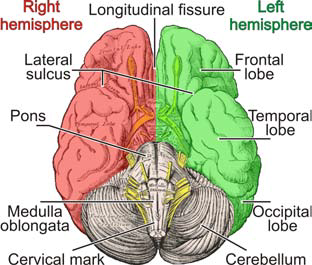 Visual Exploration and Analysis of Perfusion Data