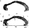 Division of the corpus callosum into subregions