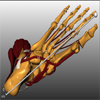 Integration of Measurement Tools in Medical Visualizations