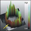 Survey of the Visual Exploration and Analysis of Perfusion Data