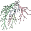 Real-Time Illustration of Vascular Structures for Surgery